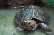马来西亚巨龟的寿命（乌龟寿命排行榜）
