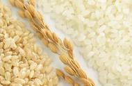 人造大米是什么做的（人造大米图片及价格）