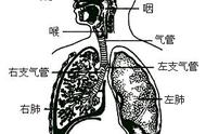 痰是怎么产生的在哪个部位（痰是在哪两处形成的）