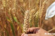 小麦中期什么时候收割（小麦一般在几月份收割）