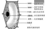 细胞膜的作用七年级上册（细胞膜有哪些功能）