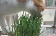水养猫草的种植方法（猫草种植方法详细）