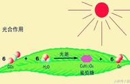 植物蒸腾作用示意图（植物蒸腾作用公式示意图）