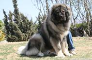 250斤以上的高加索犬（高加索犬250公斤视频）