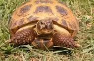 四爪陆龟的寿命有多长（四爪陆龟即将灭绝原因）