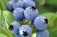 蓝莓能冻着吃吗（蓝莓冰冻后能吃吗）