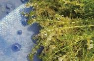 硫酸铜对轮叶黑藻的危害（蟹塘杀纤毛虫最佳时间）