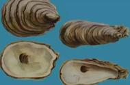 生牡蛎与煅牡蛎鉴别方法（生牡蛎和煅牡蛎哪个好）