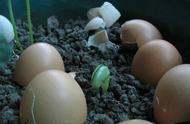 鸡蛋可以用来做肥料吗（鸡蛋做肥料有什么好处和坏处）