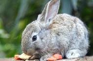 荷兰侏儒兔饲养注意事项（荷兰兔的正确养殖方法）