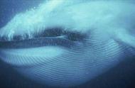 世界最大蓝鲸图片（世界最大的蓝鲸有多大图片）