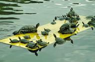 红耳龟一般寿命多长（乌龟多久会饿死）