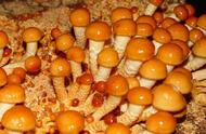 干滑子菇食用方法（滑子菇的危害）