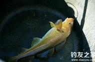 50条银鳕鱼养殖方法（中国淡水银鳕鱼养殖技术）
