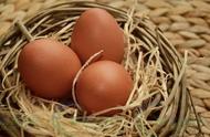 母猪吃生鸡蛋的功效与作用（怀孕母猪吃生鸡蛋有哪些好处）