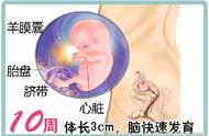 怀孕10周左右可以听胎教吗（怀孕几周开始给宝宝听胎教）