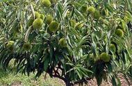 板栗树的栽培与生长管理（板栗树施尿素还是复合肥长得快）