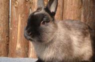 英国斑点兔寿命为多少年（斑点兔能活多少年）