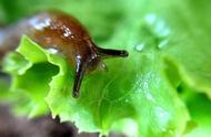 蜗牛和蛞蝓的关系（蜗牛和蛞蝓的进化关系）