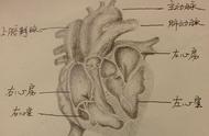 人体心脏器官结构图画画高清（人体胃结构图画画高清）