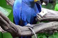 小紫蓝金刚鹦鹉灭绝（中国还有小紫蓝金刚鹦鹉吗）