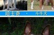 三色犬串土狗的样子（白色土狗黑色斑点是什么品种）