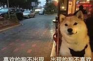 中华人民共和国单身狗保护协会（中国单身狗保护协会官方认证图）