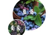 蓝莓是属于葡萄的品种吗（哪个品种的蓝莓结果多甜度高）