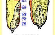 玉米种子的结构示意图（玉米种子的结构实验）