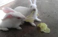 兔子能吃油菜心吗（兔子可以吃有油盐的食物吗）