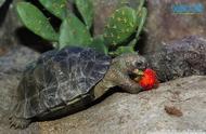 黑靴龟的寿命是多少（黑靴陆龟冬眠吗）