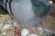 鸽子蛋的营养价值是鸡蛋的多少倍（七类人不宜吃鸽子蛋）