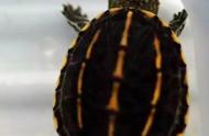 斑纹泥龟孵化需要多久（斑纹泥龟需要持证饲养吗）