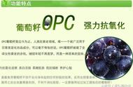 葡萄籽粉正确服用方法（葡萄籽粉正确食用方法和时间）