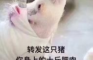 什么动物猜拳不会输求答案（什么动物猜拳没输赢）