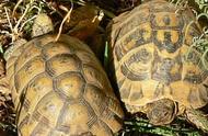 欧洲陆龟的生长速度（陆龟生长在什么地方）