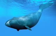 鲸鱼幼年每小时能游多少千米（鲸鱼游泳的速度每小时多少）