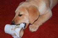 小狗不小心吃了卫生纸怎么办（小狗吃了一张卫生纸要紧吗）