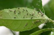 蚂蚁对柑橘的危害