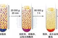 细胞质的功能是什么（细胞质是什么样的）