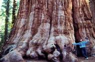 全球第一巨树有多大（最名贵十大木材排名）