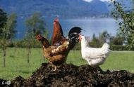 赖氨酸在肉鸡饲料中的危害（赖氨酸在蛋鸡饲料中添加多少最好）