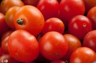 秋番茄种植技巧（大棚西红柿几月份种植）