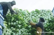 道家吃大白菜排毒经历（解百毒最好的食物）