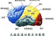 大脑的八个功能分区（大脑的八个功能分区口诀）