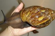 非洲的蜗牛能不能吃（非洲蜗牛和白玉蜗牛的区别）