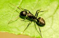 蚂蚁对果园有害吗（果树怎么预防蚂蚁）
