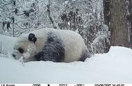 雪染竹林万般寒的下一句（雪落北国一片白的下一句）