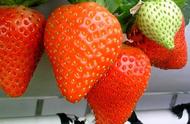 营养土能直接种草莓吗（种草莓营养土需要拌普通的土吗）
