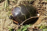 巴西龟几岁下蛋（乌龟死前10个信号）